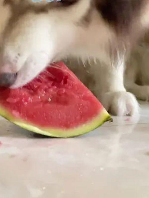 网红吃瓜狗子视频大全播放,萌宠界的欢乐盛宴  第1张